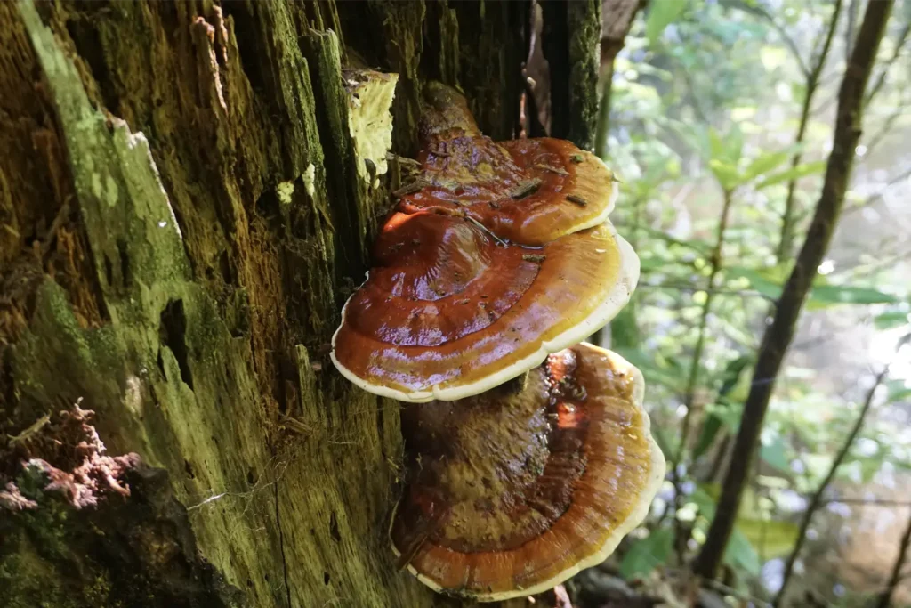 Reishi. Co wiemy o grzybie nieśmiertelności?