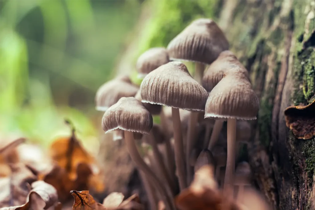 Historia i kultura używania grzybów psylocybinowych